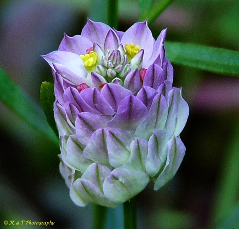 {Polygala sanguinea}